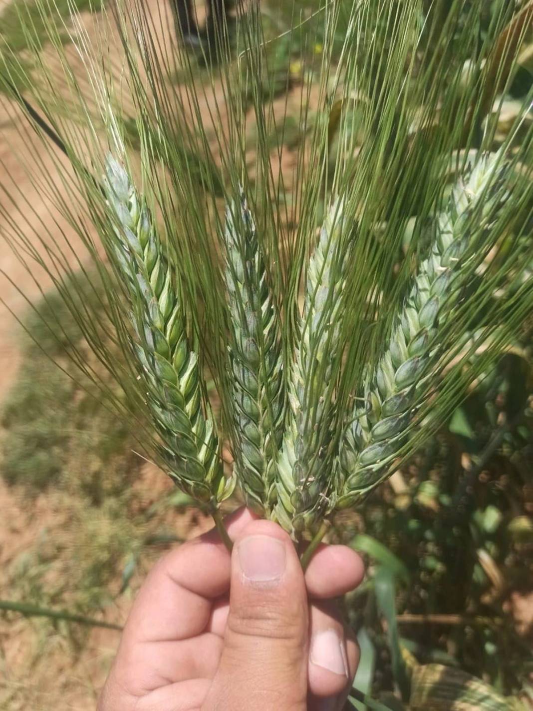 Yağmurdan sonra ortaya çıktı, tarla sahibi büyük şaşkınlık yaşadı! 1.80 metre uzunluğunda, sonunda makarna olacak 5